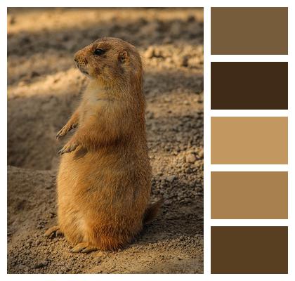 Burrowing Rodent Prairie Dog Cynomys Image